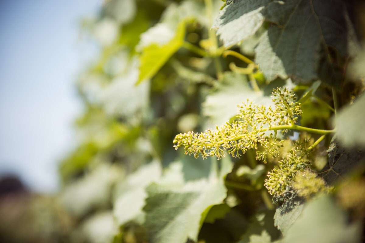 Pinot gris