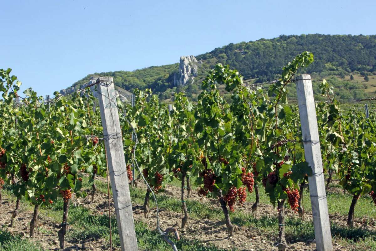 Pinot noir druif
