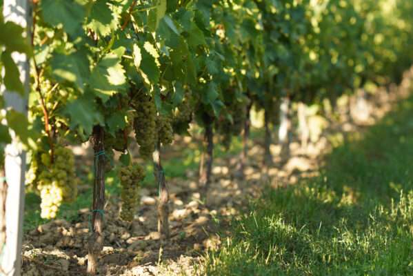Tsjechische terroir